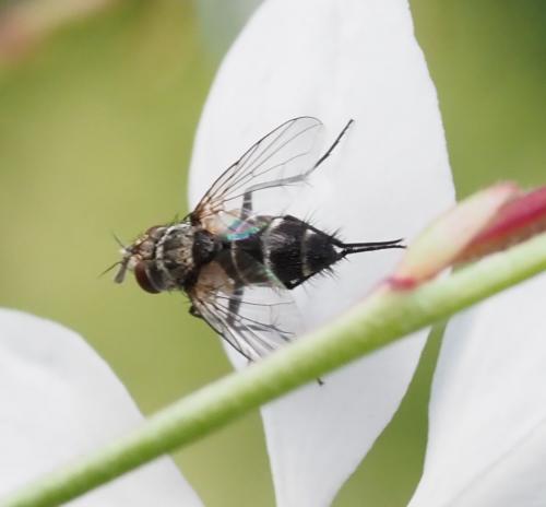 Réf. 235 352 : Clausicella sp.